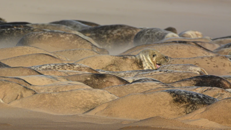 Action for Climate and Environment Newburgh-21